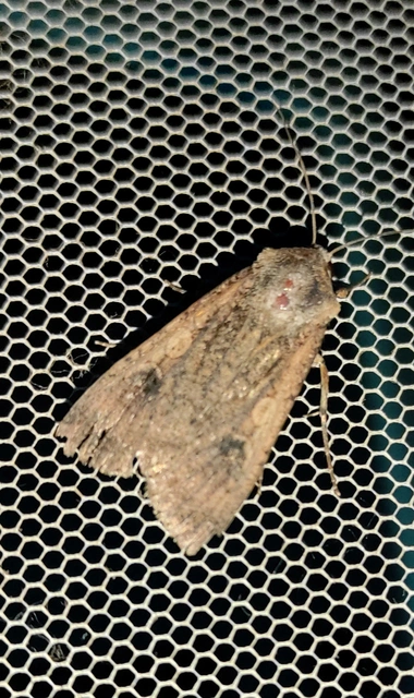 vándor földibagoly - Peridroma saucia