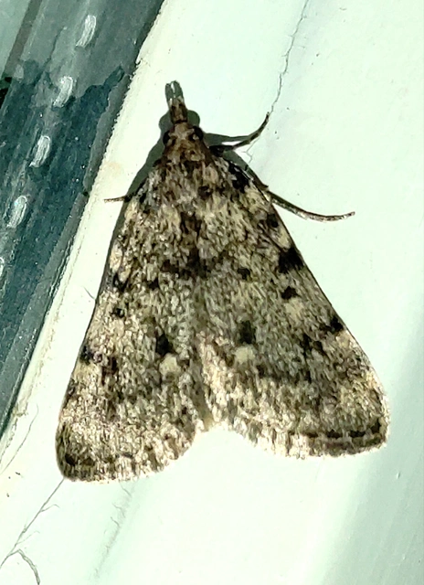 Aglossa pinguinalis - zsiradékmoly