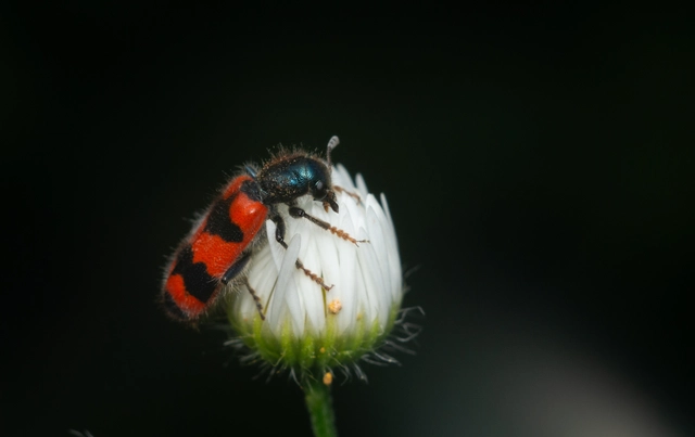 Trichodes apiarius - szalagos méhészbogár
