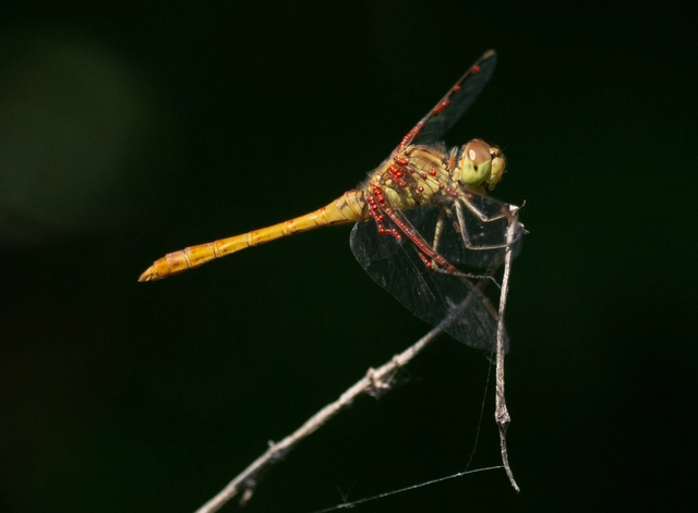 Sympetrum meridionale - fakó katona-szitakötő