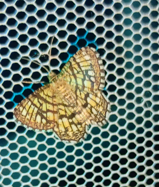 Chiasmia clathrata - rácsos rétiaraszoló