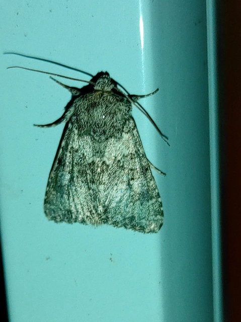 parajbagoly - Hecatera dysodea