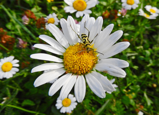 Chlorophorus varius - díszes darázscincér