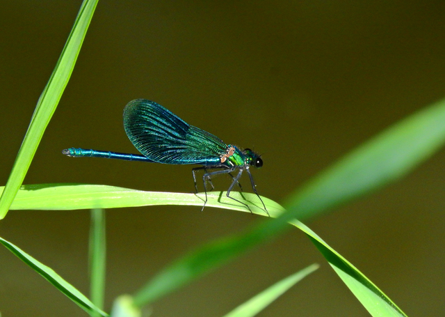 Calopteryx splendens - sávos szitakötő