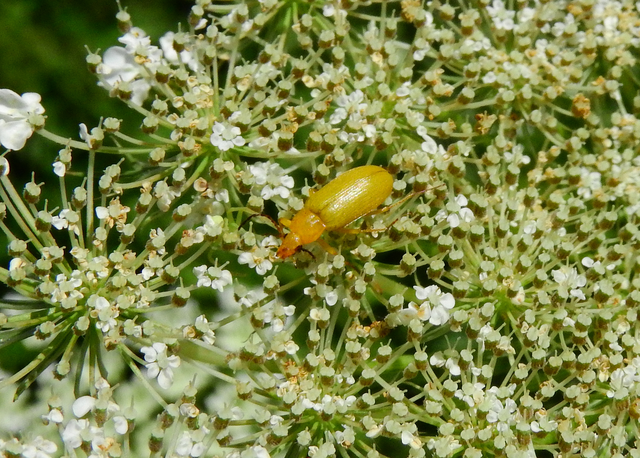 Cteniopus sulphureus - közönséges kénbogár