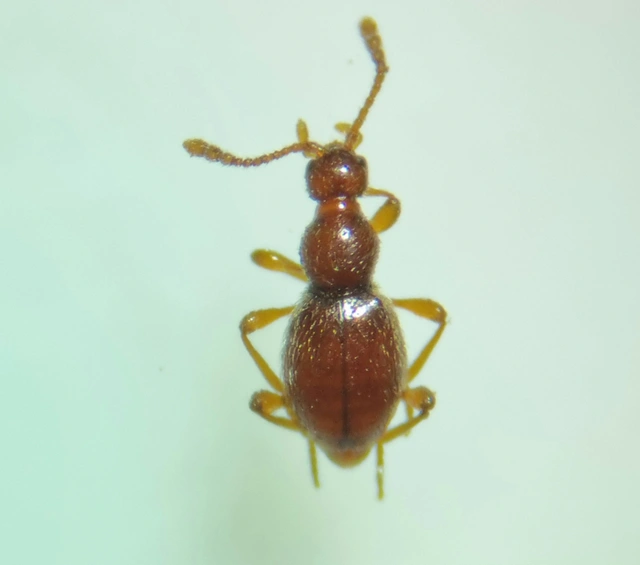 Scydmaenidae - gödörkésbogár-félék