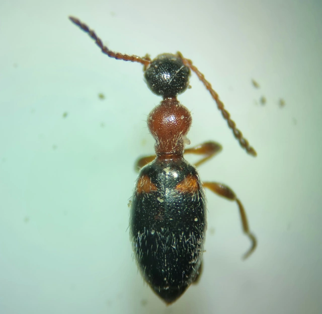 Anthelephila pedestris - hangyaszerű fürgebogár