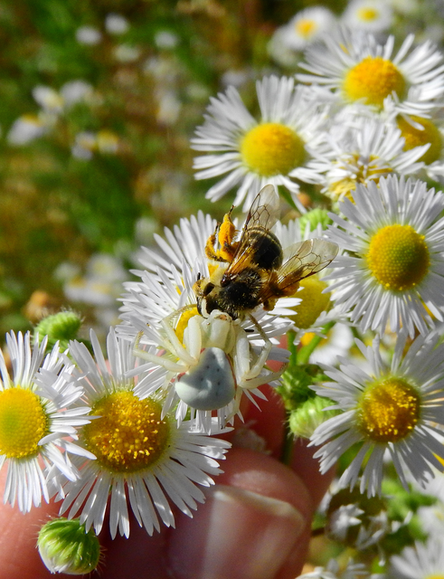 Misumena vatia - viráglakó karolópók