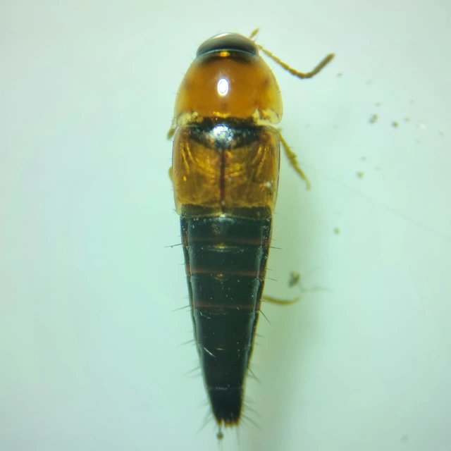 Tachyporus formosus - sárgás kószaholyva