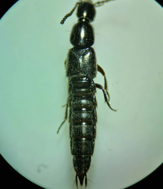 Philonthus concinnus - közönséges ganajholyva