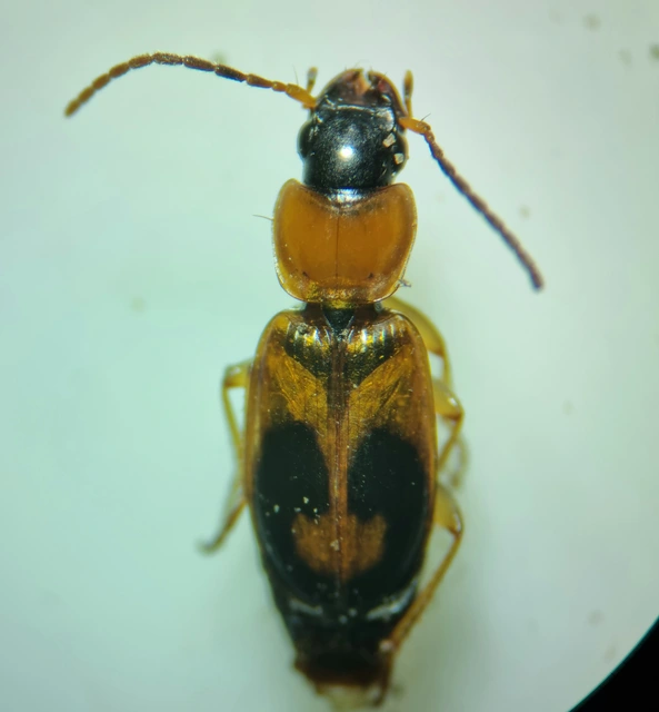 Badister meridionalis - közönséges posványfutonc