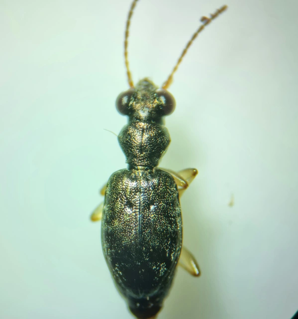 Asaphidion flavipes - közönséges sárfutó