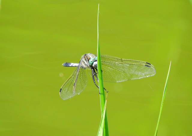 Orthetrum albistylum - fehérfarkú pásztorszitakötő
