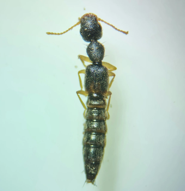 Astenus lyonessius - közönséges köviholyva