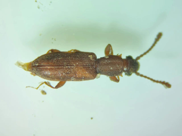 Silvanus bidentatus - kétfogú fogasnyakú-lapbogár