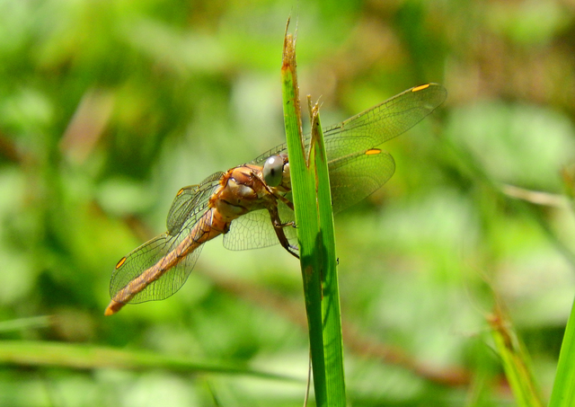 Orthetrum brunneum - pataki pásztorszitakötő