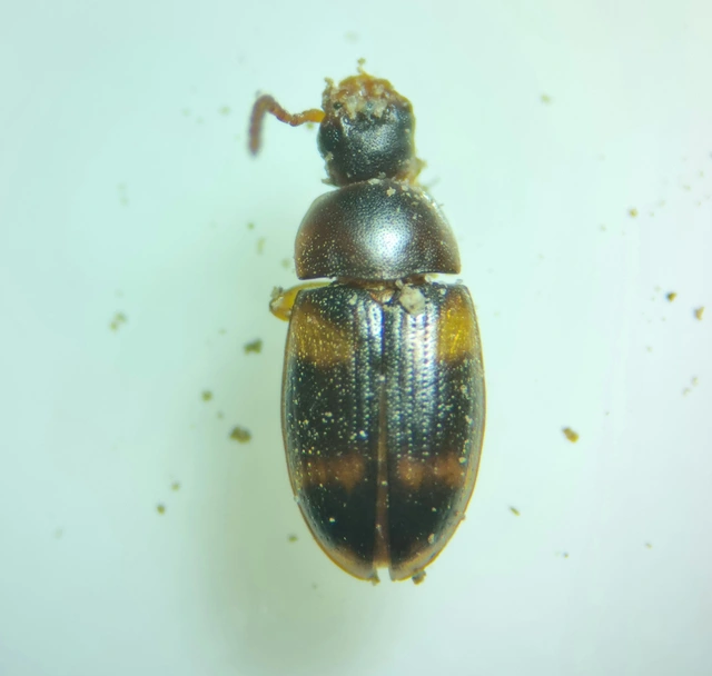 Alphitophagus bifasciatus - alomlakó gyászbogár