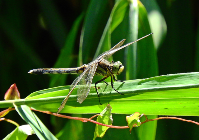 Orthetrum albistylum - fehérfarkú pásztorszitakötő