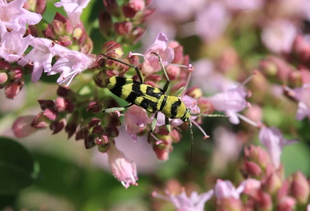 Chlorophorus varius - díszes darázscincér