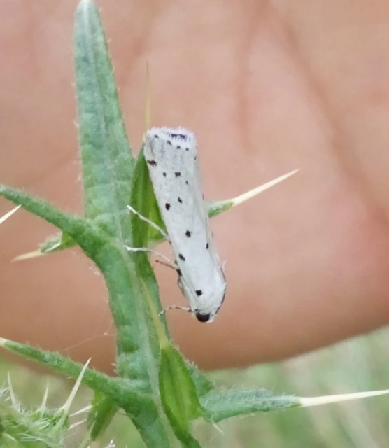 Myelois circumvoluta - pettyes karcsúmoly