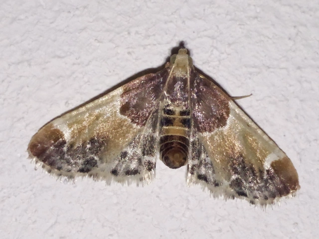 Pyralis farinalis - lisztilonca