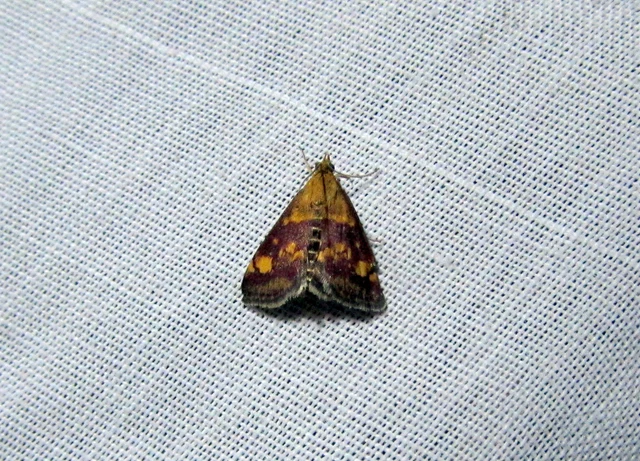 Pyrausta purpuralis - közönséges bíbormoly