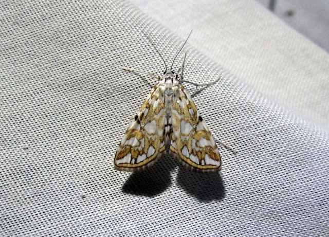 Elophila nymphaeata - tarka vízimoly