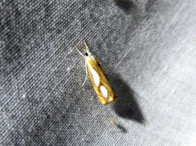 Catoptria