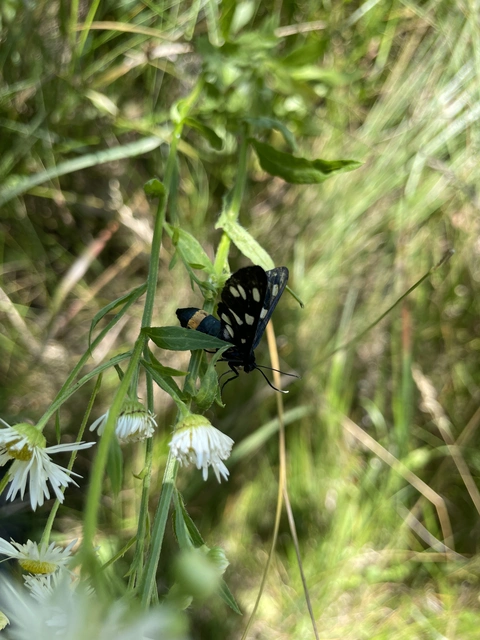 Amata phegea - fehérpettyes álcsüngőlepke