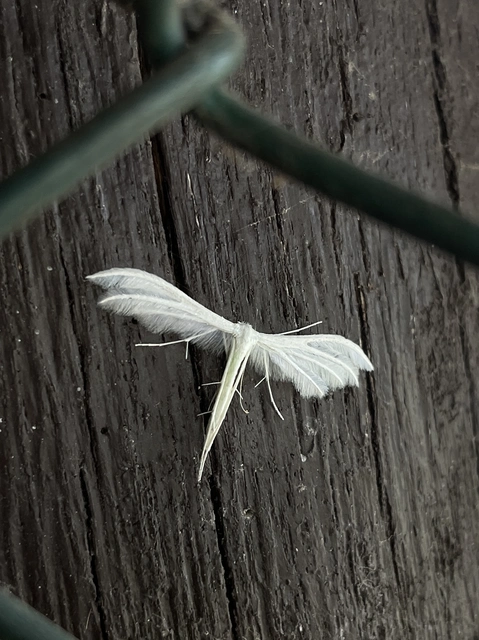 Pterophorus pentadactyla - fehér tollasmoly
