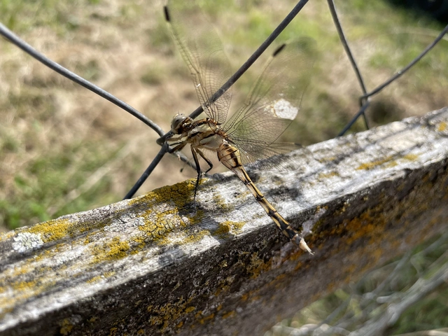 Orthetrum albistylum - fehérfarkú pásztorszitakötő