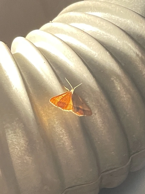 Tephrina arenacearia - lucerna-araszoló