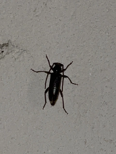 Trichoferus campestris - szállóvendég éjicincér