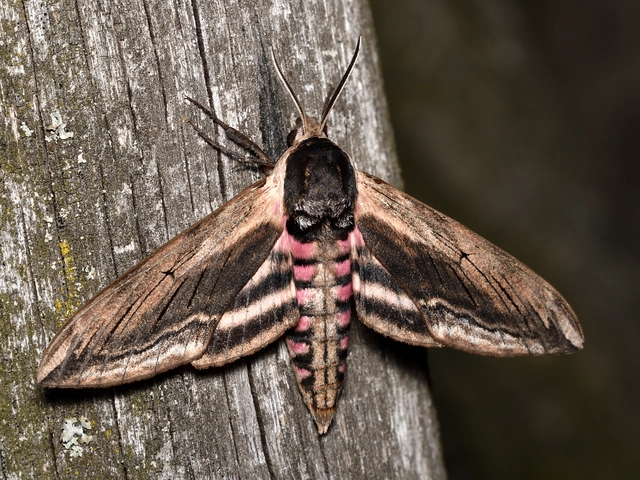 Sphinx ligustri - fagyalszender