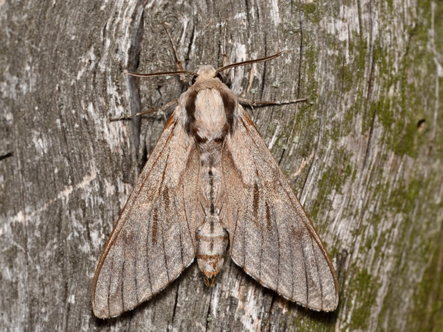 Hyloicus pinastri - fenyőszender