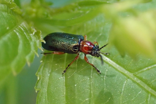 Oulema melanopus/duftschmidi