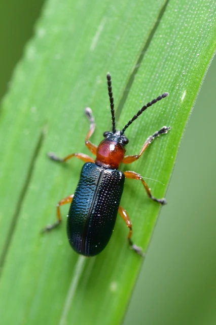 Oulema melanopus/duftschmidi