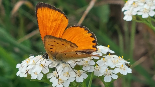 Lycaena virgaureae - arany-tűzlepke