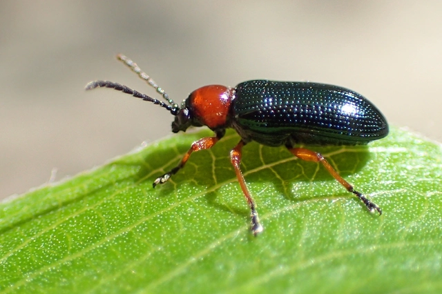 Oulema melanopus/duftschmidi