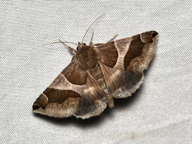 Dysgonia algira - déli porcelánbagoly
