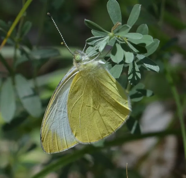 Pieris ergane - sziklai fehérlepke