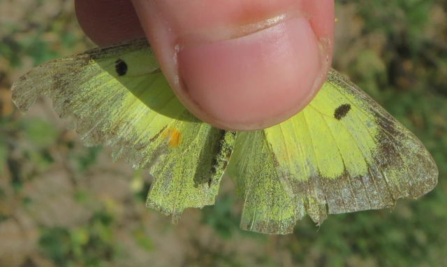 Colias erate - csángó-kéneslepke