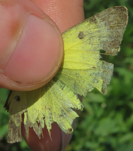 Colias erate - csángó-kéneslepke