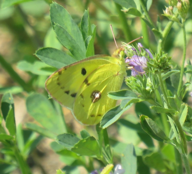 Colias erate - csángó-kéneslepke