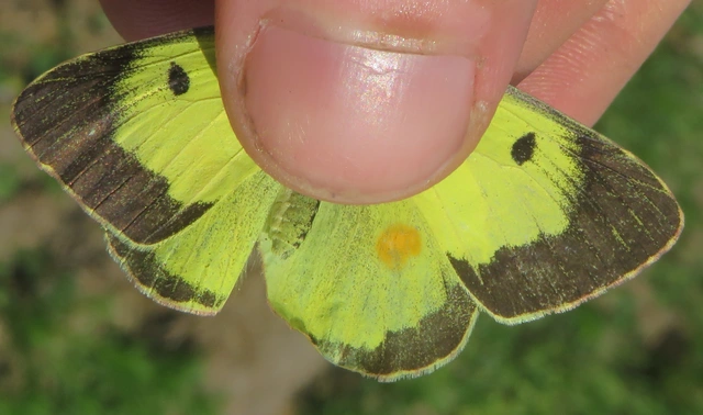 Colias erate - csángó-kéneslepke