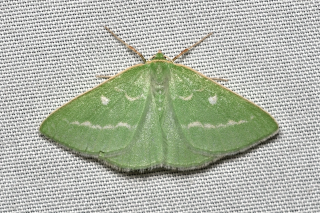 smaragd-zöldaraszoló - Thetidia smaragdaria