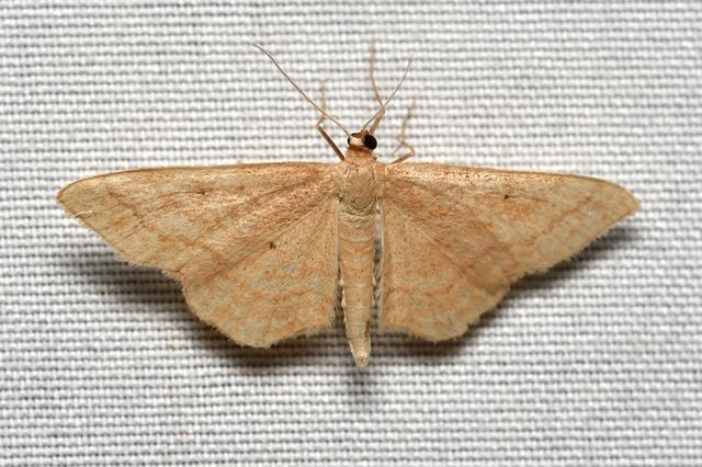 vörhenyes sávosaraszoló - Idaea rufaria