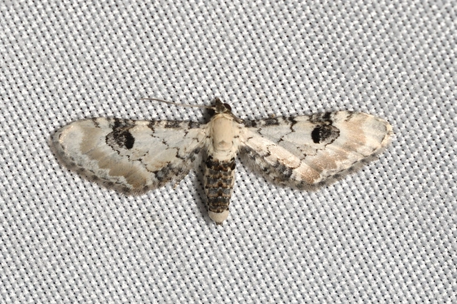 Eupithecia centaureata - búzavirág-törpearaszoló
