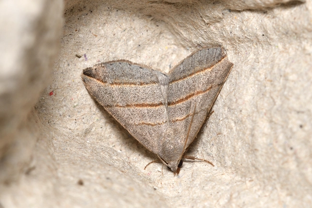 Colobochyla salicalis - háromsávos törpebagoly