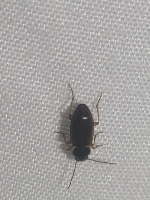 Stenolophus mixtus - közönséges turzásfutó